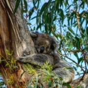 Koala Koala